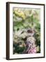 White-Throated Sparrow-Gary Carter-Framed Photographic Print