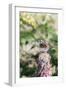 White-Throated Sparrow-Gary Carter-Framed Photographic Print