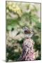 White-Throated Sparrow-Gary Carter-Mounted Photographic Print