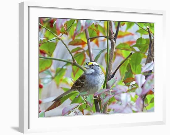 White-Throated Sparrow-Gary Carter-Framed Photographic Print