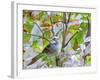 White-Throated Sparrow-Gary Carter-Framed Photographic Print