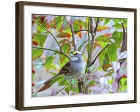 White-Throated Sparrow-Gary Carter-Framed Photographic Print