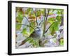 White-Throated Sparrow-Gary Carter-Framed Photographic Print