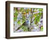 White-Throated Sparrow-Gary Carter-Framed Photographic Print