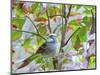 White-Throated Sparrow-Gary Carter-Mounted Photographic Print