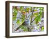 White-Throated Sparrow-Gary Carter-Framed Photographic Print