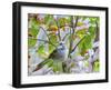 White-Throated Sparrow-Gary Carter-Framed Photographic Print