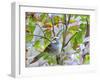 White-Throated Sparrow-Gary Carter-Framed Photographic Print