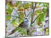 White-Throated Sparrow-Gary Carter-Mounted Photographic Print