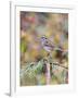 White-Throated Sparrow-Gary Carter-Framed Photographic Print