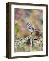 White-Throated Sparrow-Gary Carter-Framed Photographic Print