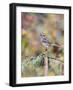 White-Throated Sparrow-Gary Carter-Framed Photographic Print