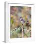 White-Throated Sparrow-Gary Carter-Framed Photographic Print