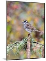 White-Throated Sparrow-Gary Carter-Mounted Photographic Print