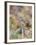 White-Throated Sparrow-Gary Carter-Framed Photographic Print