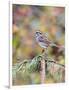 White-Throated Sparrow-Gary Carter-Framed Photographic Print