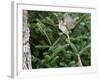 White-Throated Sparrow-Gary Carter-Framed Photographic Print