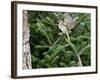 White-Throated Sparrow-Gary Carter-Framed Photographic Print