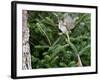 White-Throated Sparrow-Gary Carter-Framed Photographic Print