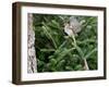 White-Throated Sparrow-Gary Carter-Framed Photographic Print