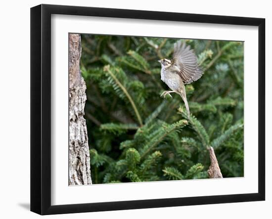 White-Throated Sparrow-Gary Carter-Framed Photographic Print