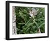 White-Throated Sparrow-Gary Carter-Framed Photographic Print