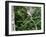 White-Throated Sparrow-Gary Carter-Framed Photographic Print