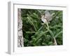 White-Throated Sparrow-Gary Carter-Framed Photographic Print