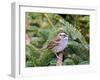 White-Throated Sparrow-Gary Carter-Framed Photographic Print