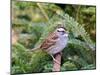 White-Throated Sparrow-Gary Carter-Mounted Photographic Print