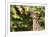 White-Throated Sparrow-Gary Carter-Framed Photographic Print