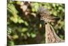 White-Throated Sparrow-Gary Carter-Mounted Photographic Print