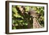 White-Throated Sparrow-Gary Carter-Framed Photographic Print