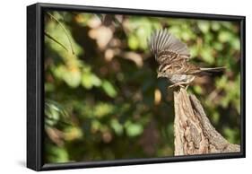 White-Throated Sparrow-Gary Carter-Framed Photographic Print