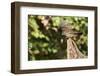 White-Throated Sparrow-Gary Carter-Framed Photographic Print