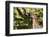 White-Throated Sparrow-Gary Carter-Framed Photographic Print