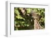 White-Throated Sparrow-Gary Carter-Framed Photographic Print