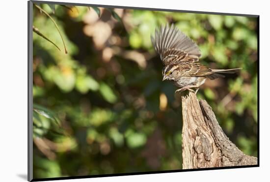 White-Throated Sparrow-Gary Carter-Mounted Photographic Print