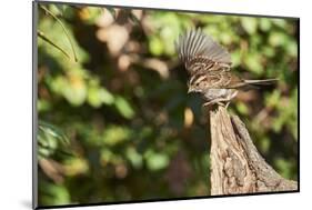 White-Throated Sparrow-Gary Carter-Mounted Photographic Print