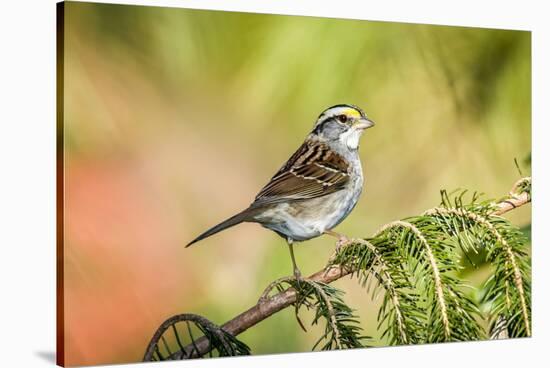 White-Throated Sparrow-Gary Carter-Stretched Canvas