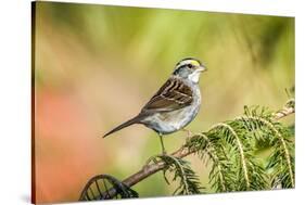 White-Throated Sparrow-Gary Carter-Stretched Canvas