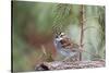 White-Throated Sparrow-Gary Carter-Stretched Canvas