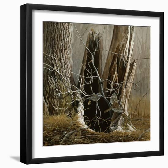 White Throated Sparrows-Michael Budden-Framed Giclee Print