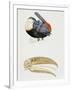 White-Throated Toucan (Ramphastos Tucanus) and its Beak Bone Structure, Ramphastidae-null-Framed Giclee Print