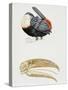 White-Throated Toucan (Ramphastos Tucanus) and its Beak Bone Structure, Ramphastidae-null-Stretched Canvas