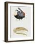 White-Throated Toucan (Ramphastos Tucanus) and its Beak Bone Structure, Ramphastidae-null-Framed Giclee Print