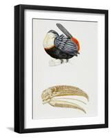 White-Throated Toucan (Ramphastos Tucanus) and its Beak Bone Structure, Ramphastidae-null-Framed Giclee Print