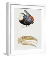 White-Throated Toucan (Ramphastos Tucanus) and its Beak Bone Structure, Ramphastidae-null-Framed Giclee Print