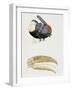 White-Throated Toucan (Ramphastos Tucanus) and its Beak Bone Structure, Ramphastidae-null-Framed Giclee Print