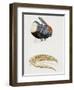 White-Throated Toucan (Ramphastos Tucanus) and its Beak Bone Structure, Ramphastidae-null-Framed Giclee Print